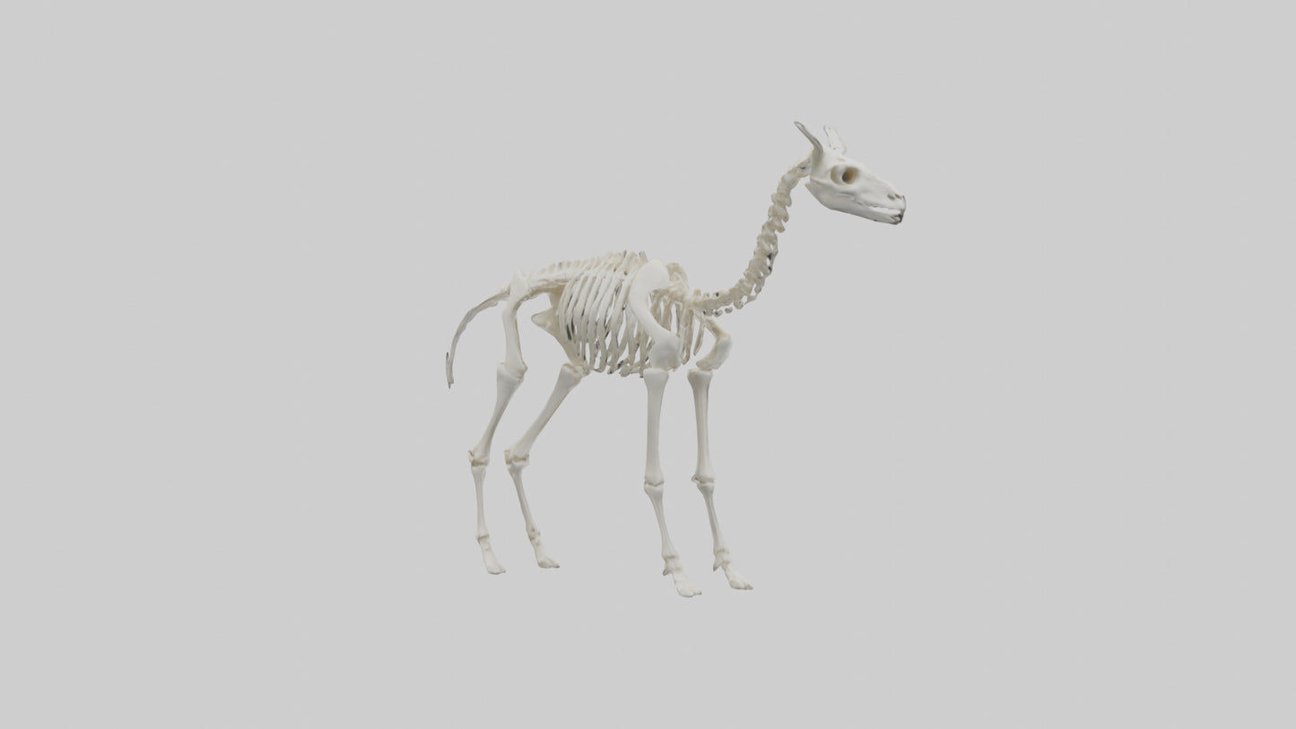 3D model Llama Skeleton model VR / AR / low-poly