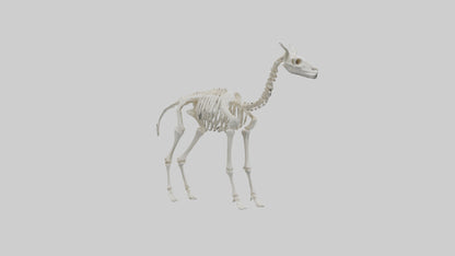 3D model Llama Skeleton model VR / AR / low-poly