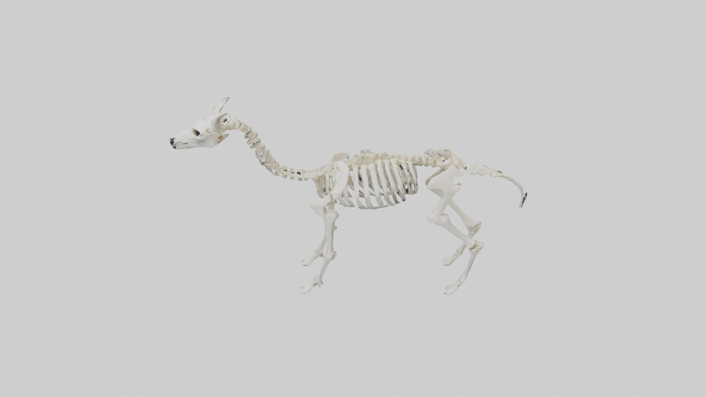 3D model Llama Skeleton model VR / AR / low-poly