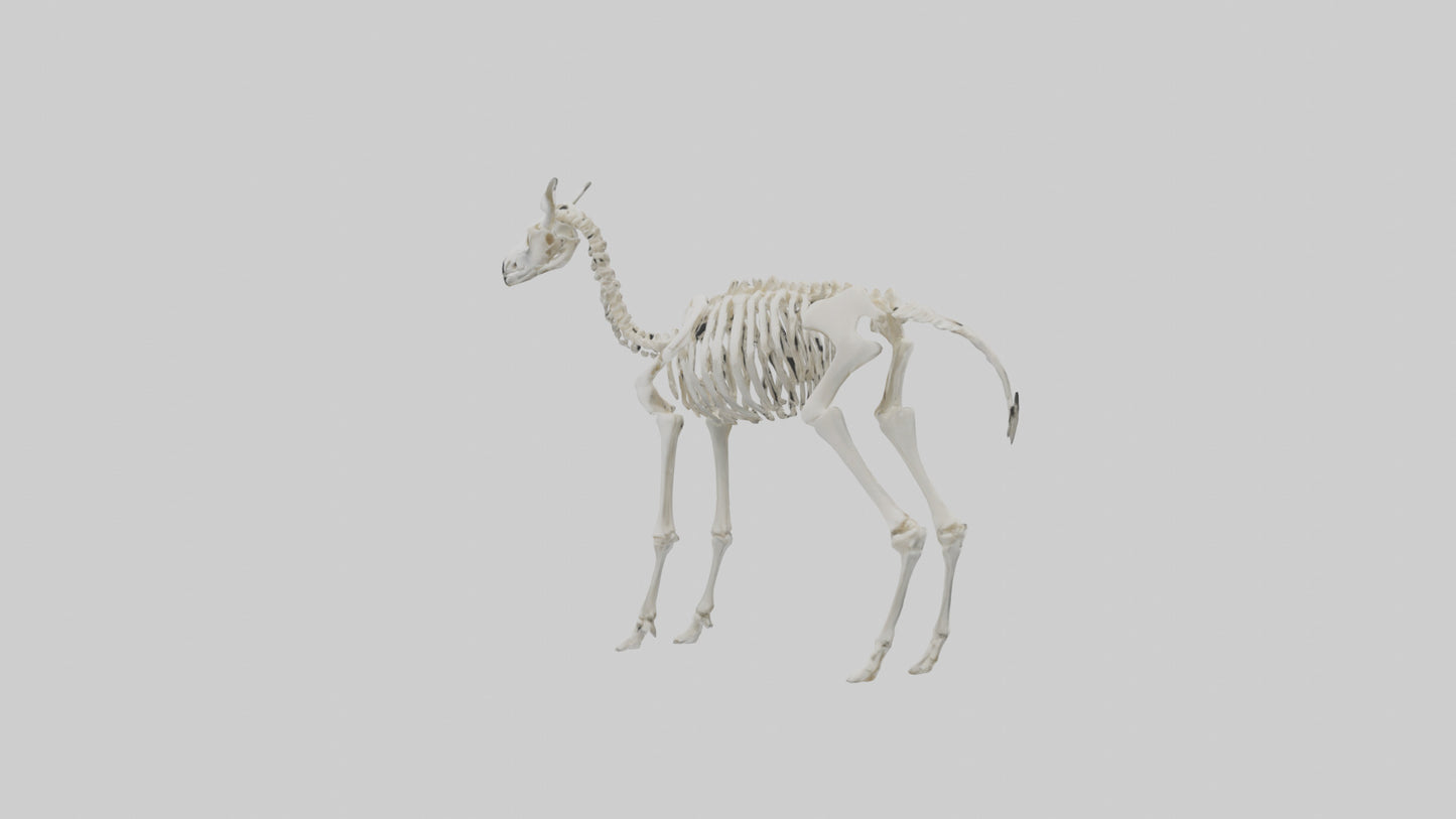 3D model Llama Skeleton model VR / AR / low-poly