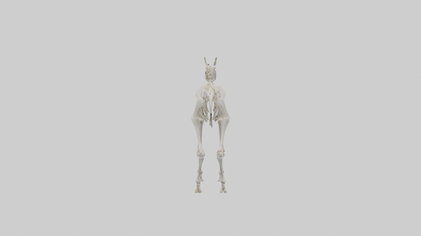3D model Llama Skeleton model VR / AR / low-poly