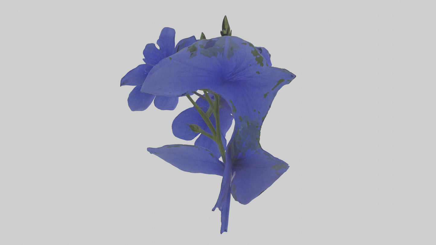 3D model Lobelia model VR / AR / low-poly