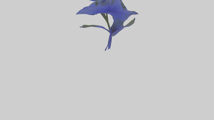 3D model Lobelia model VR / AR / low-poly