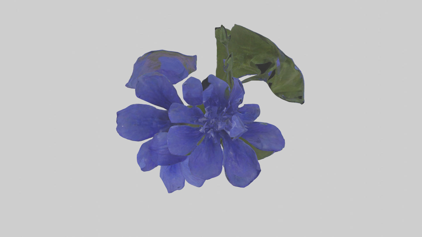 3D model Lobelia model VR / AR / low-poly