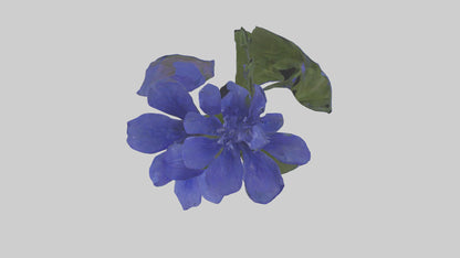 3D model Lobelia model VR / AR / low-poly