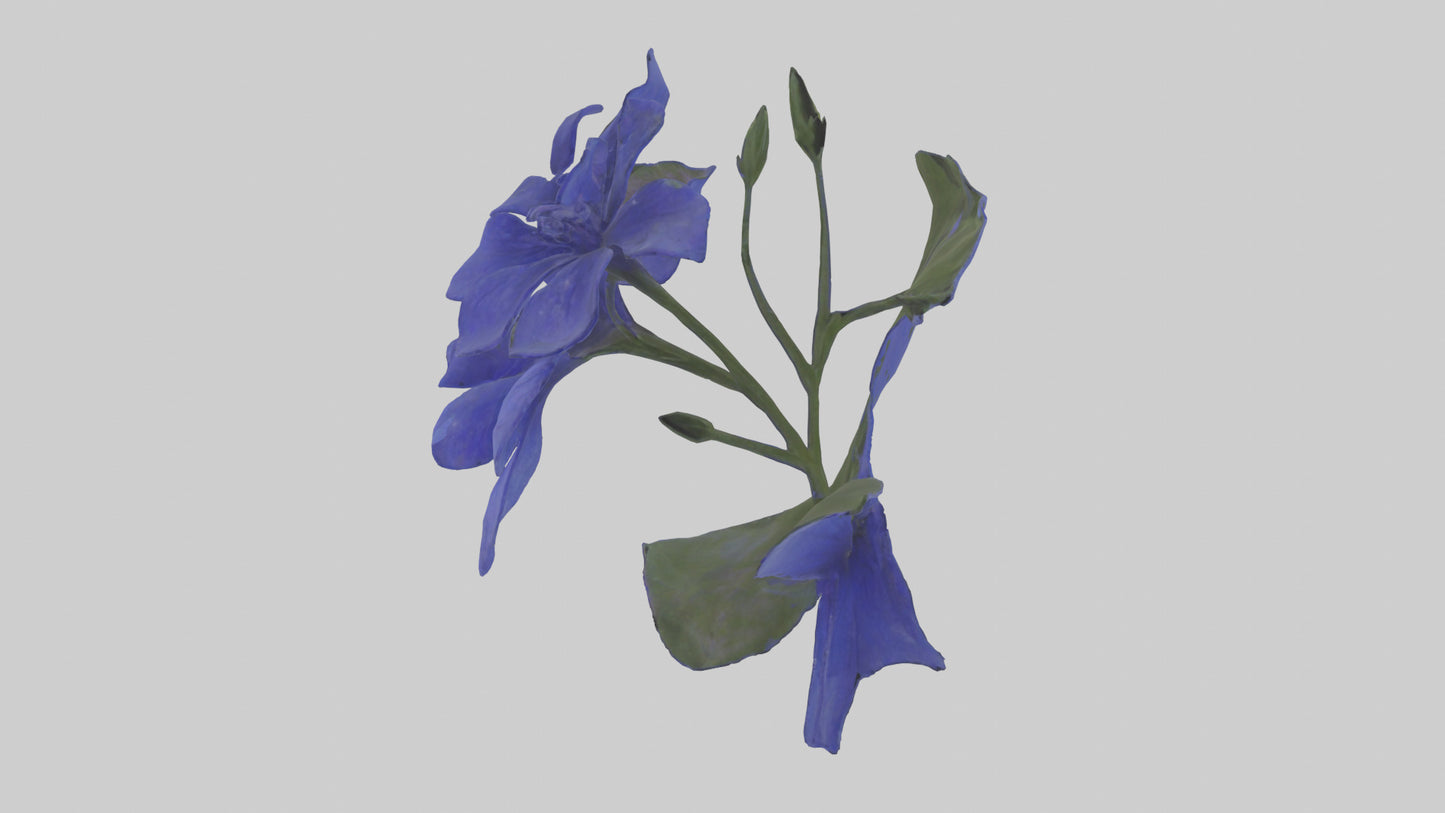 3D model Lobelia model VR / AR / low-poly