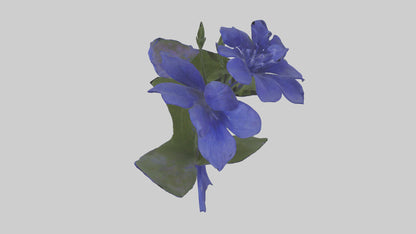 3D model Lobelia model VR / AR / low-poly