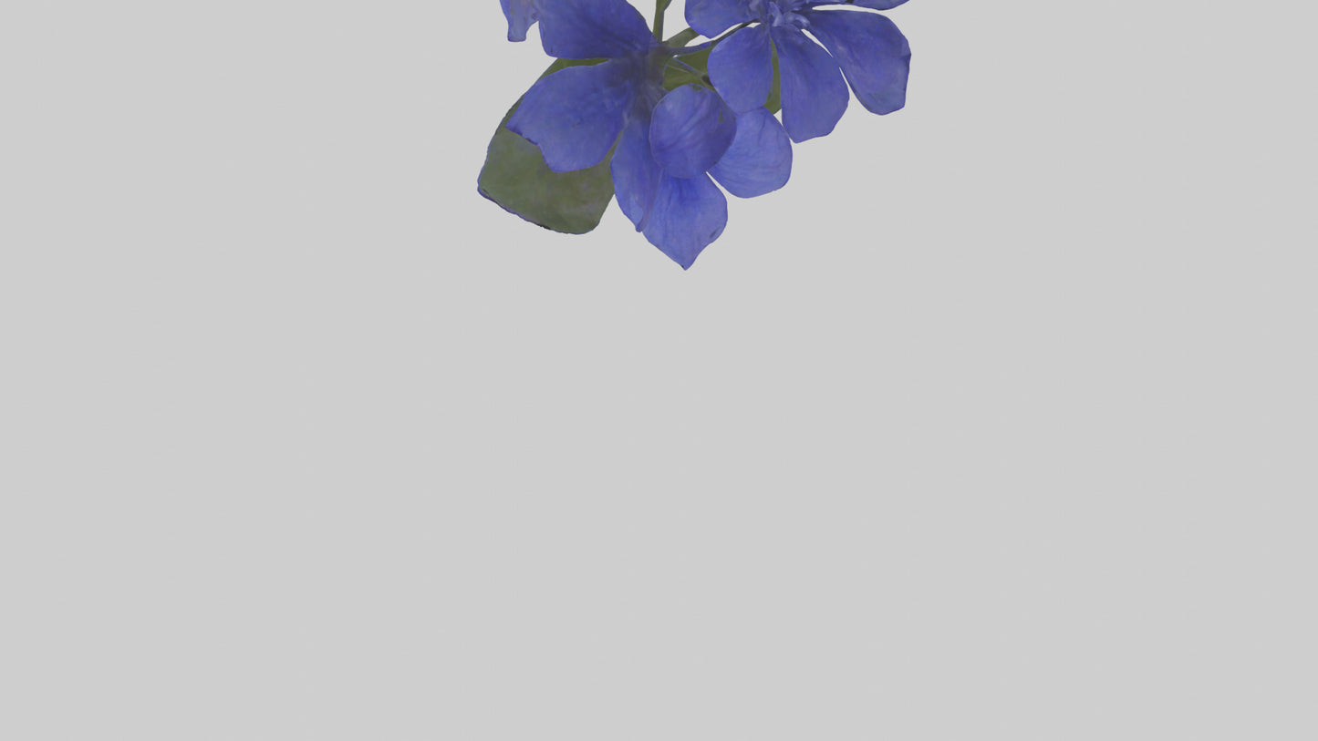 3D model Lobelia model VR / AR / low-poly