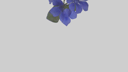 3D model Lobelia model VR / AR / low-poly