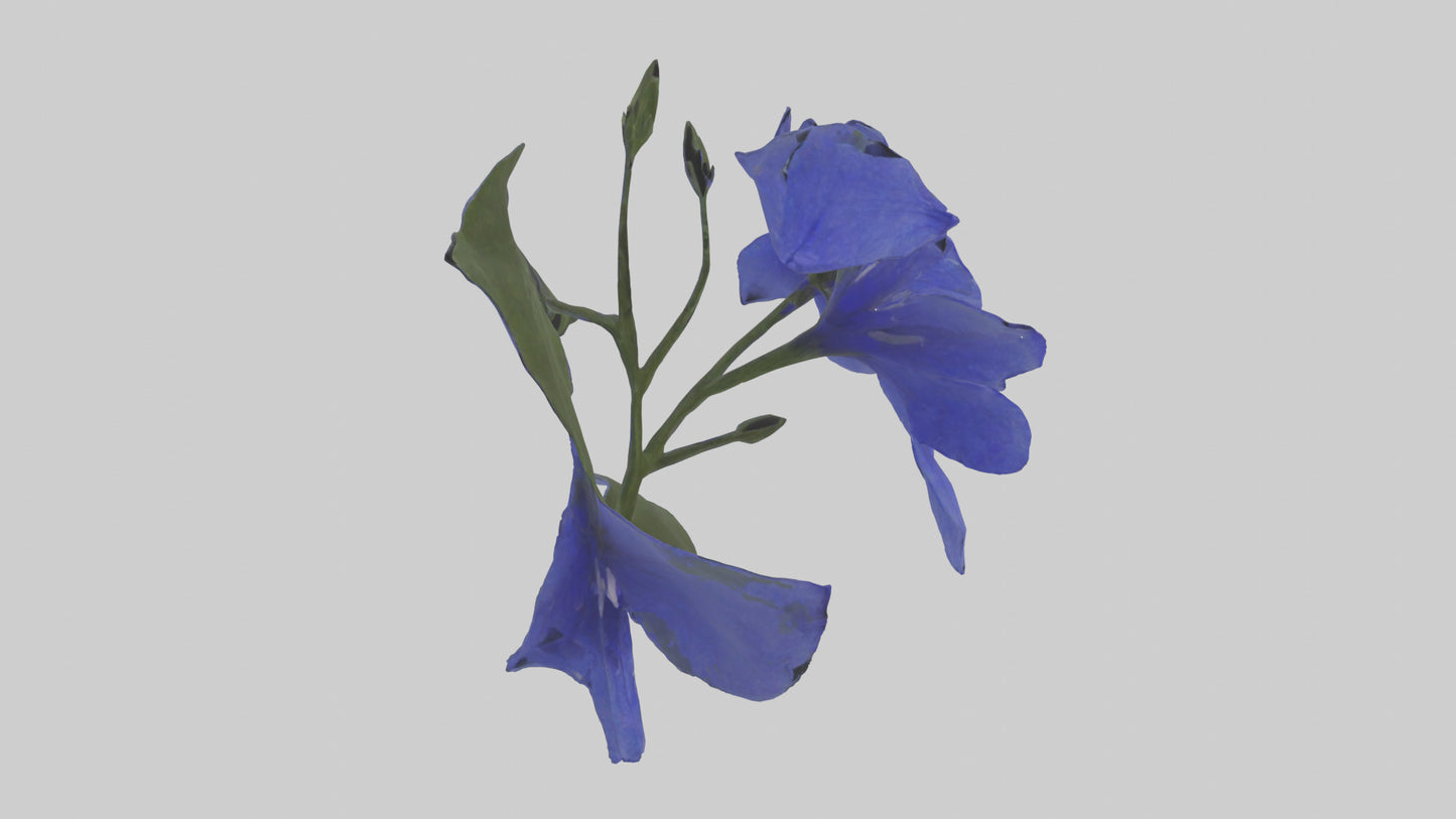 3D model Lobelia model VR / AR / low-poly