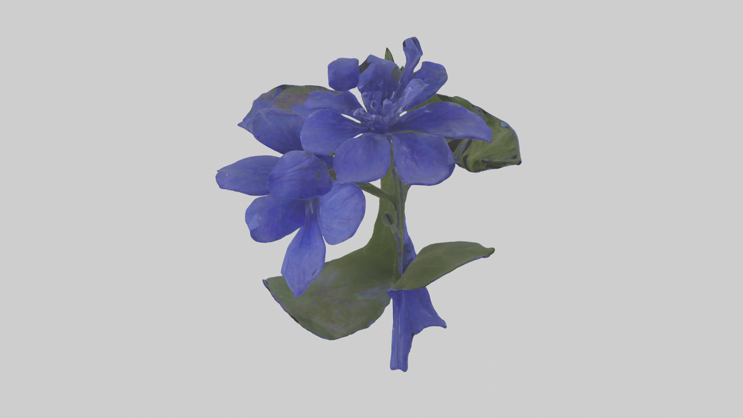 3D model Lobelia model VR / AR / low-poly