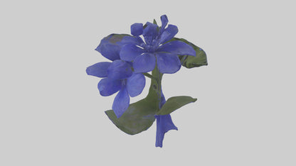 3D model Lobelia model VR / AR / low-poly