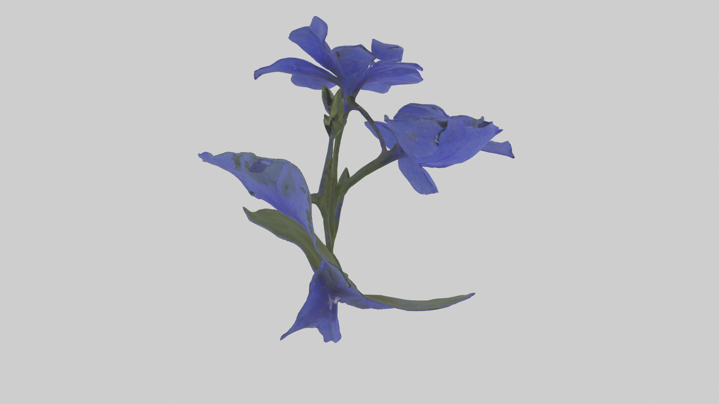 3D model Lobelia model VR / AR / low-poly