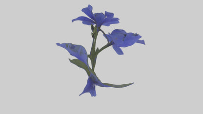 3D model Lobelia model VR / AR / low-poly