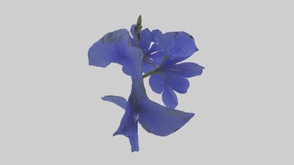 3D model Lobelia model VR / AR / low-poly