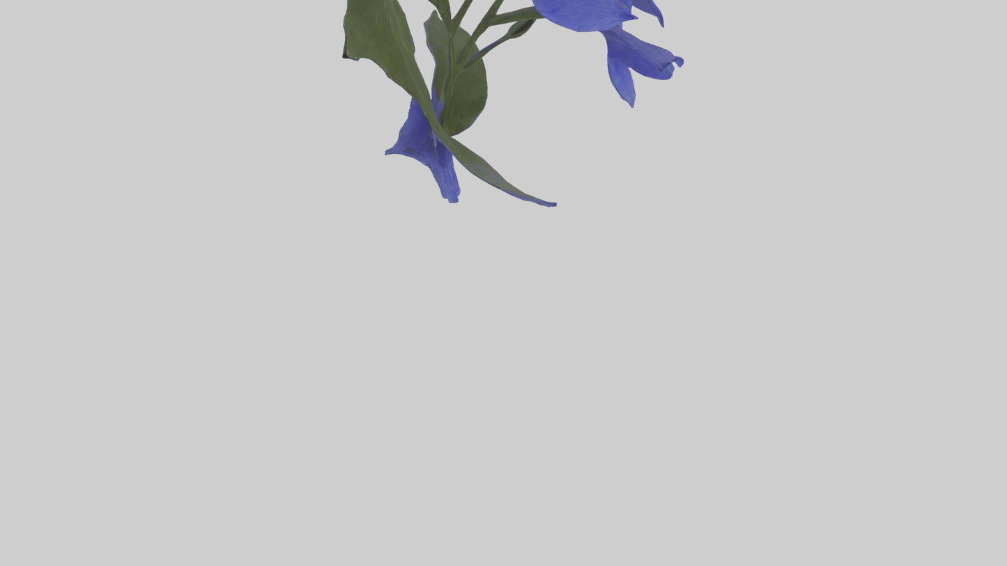 3D model Lobelia model VR / AR / low-poly