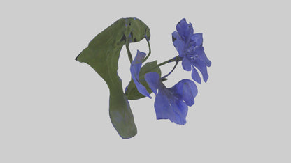 3D model Lobelia model VR / AR / low-poly