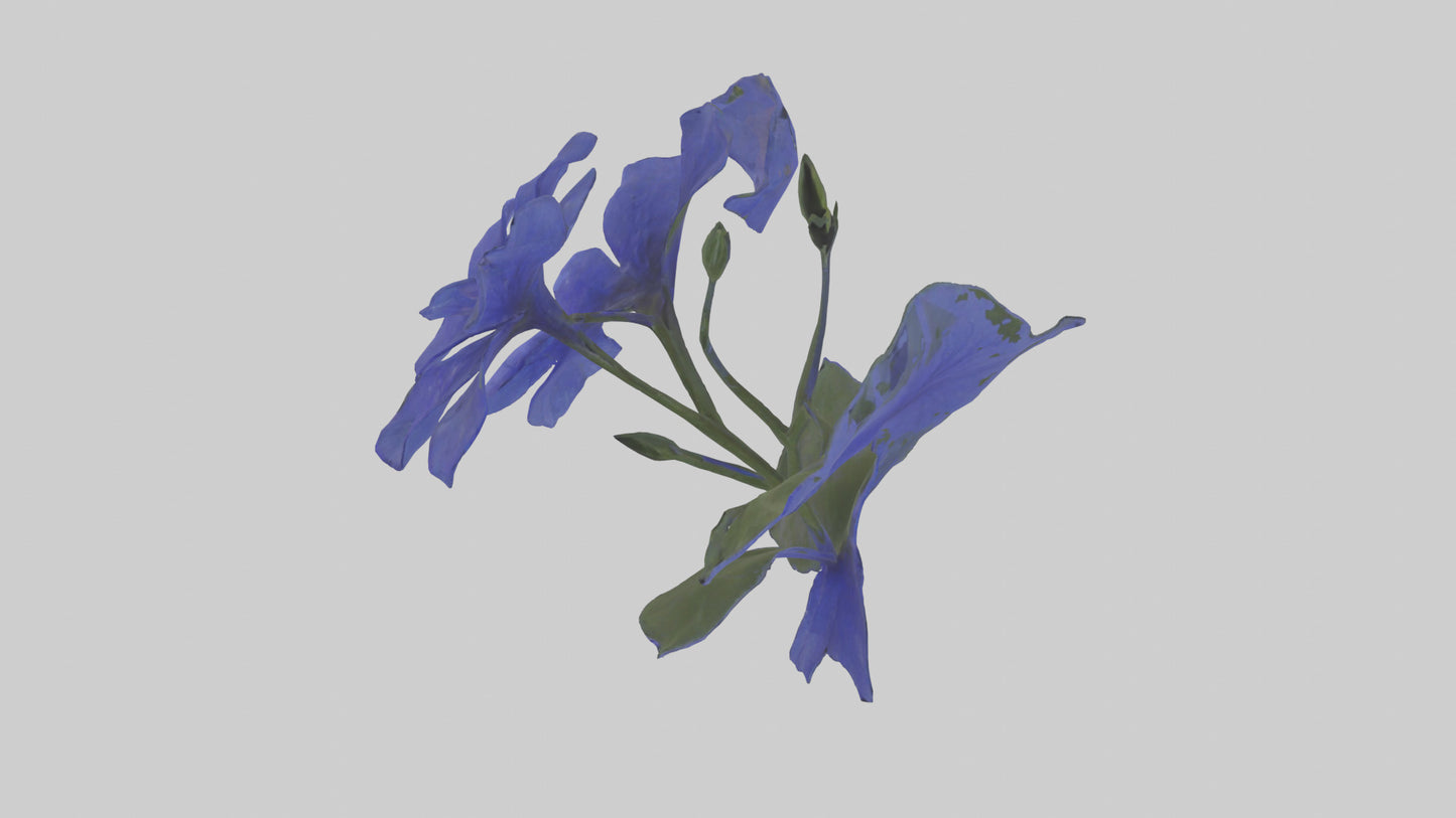 3D model Lobelia model VR / AR / low-poly