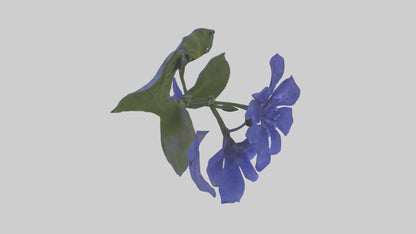 3D model Lobelia model VR / AR / low-poly
