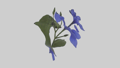 3D model Lobelia model VR / AR / low-poly