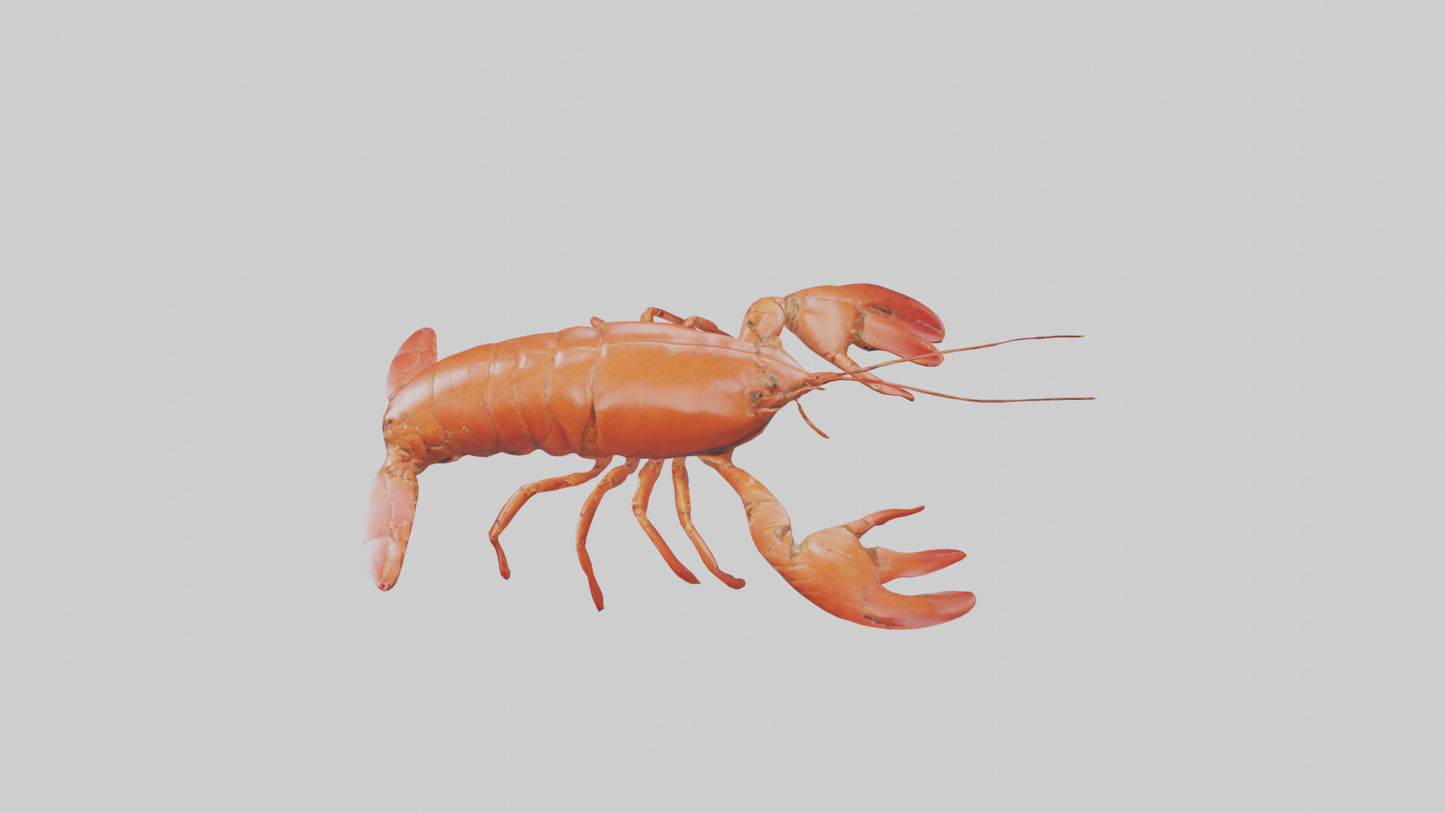 3D model Lobster Body VR / AR / low-poly