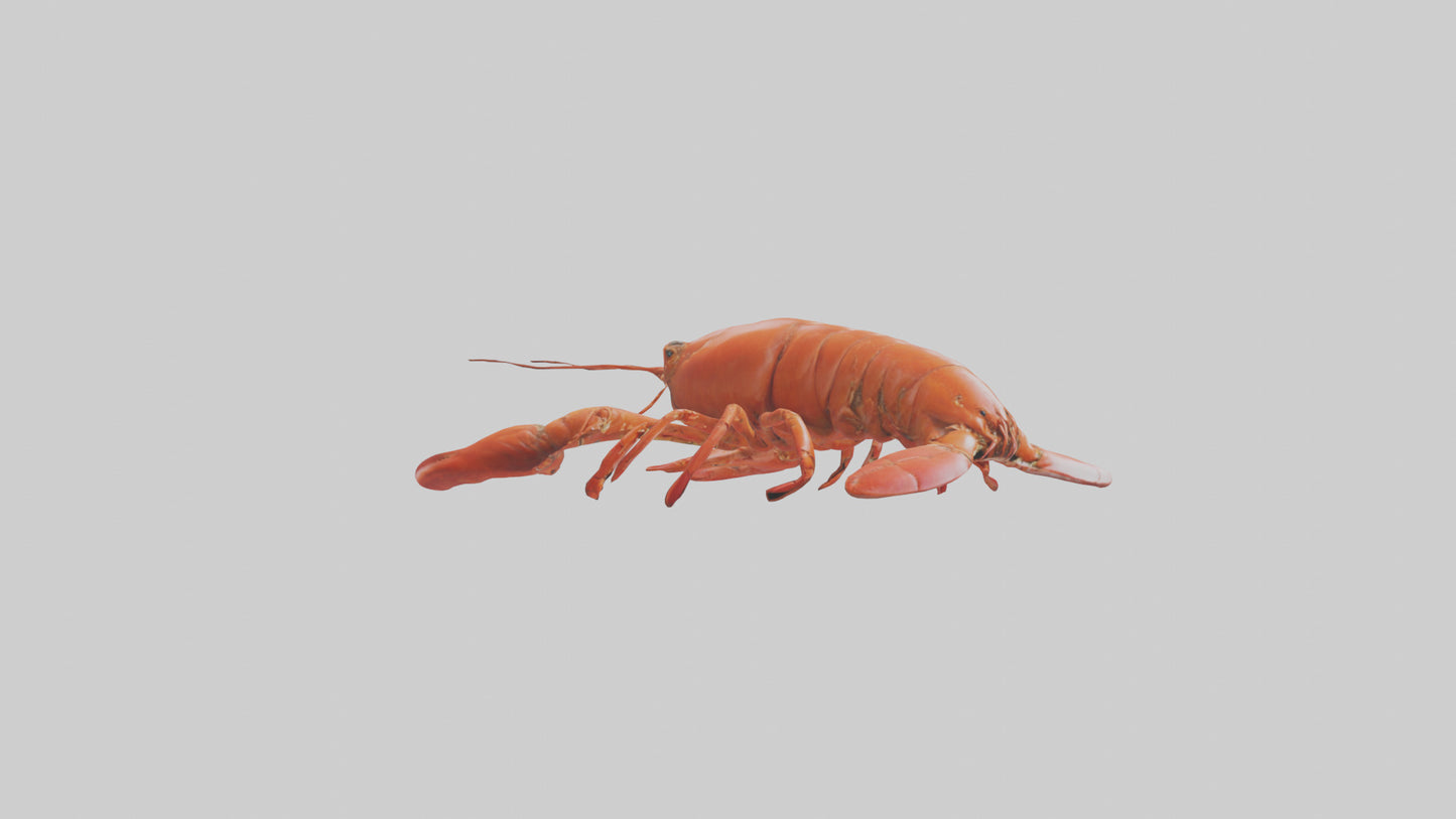 3D model Lobster Body VR / AR / low-poly