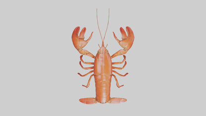 3D model Lobster Body VR / AR / low-poly
