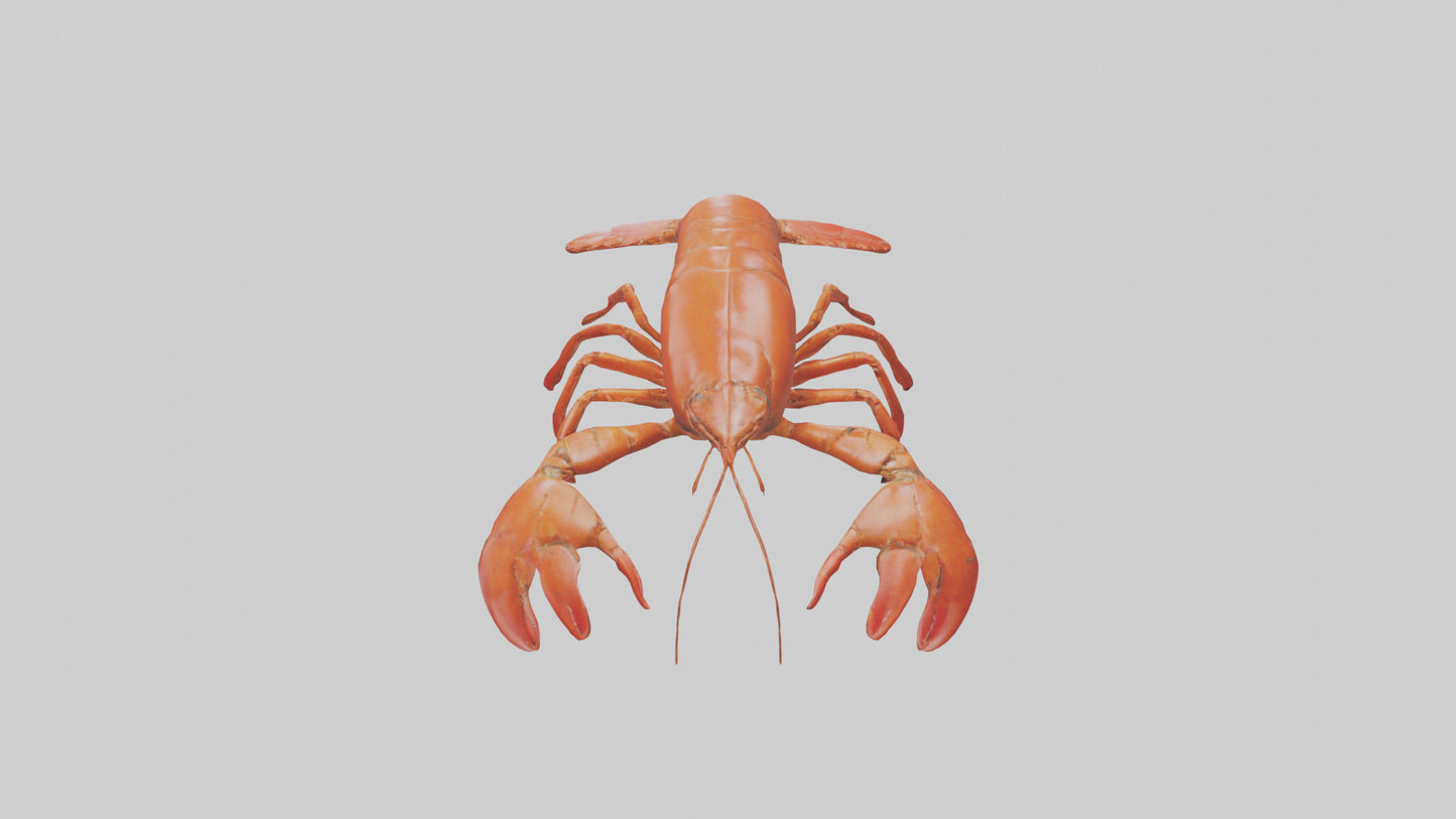 3D model Lobster Body VR / AR / low-poly