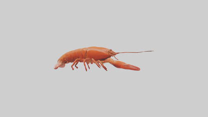 3D model Lobster Body VR / AR / low-poly