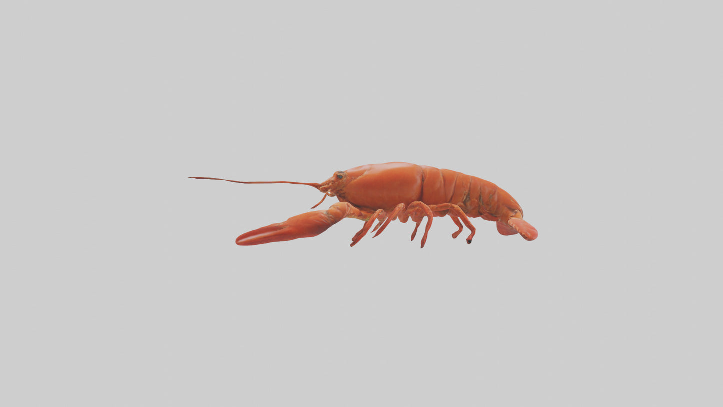 3D model Lobster Body VR / AR / low-poly