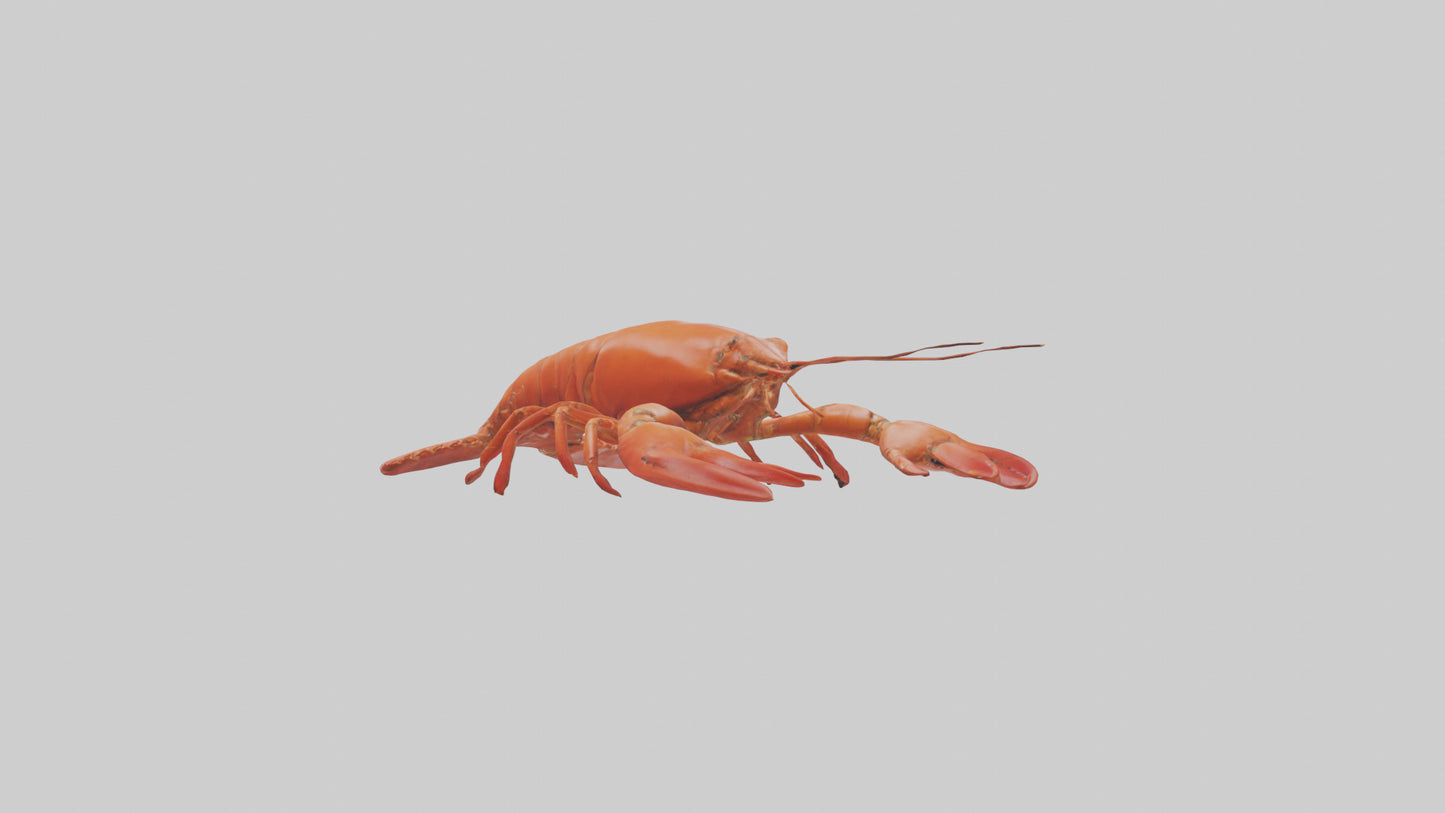 3D model Lobster Body VR / AR / low-poly