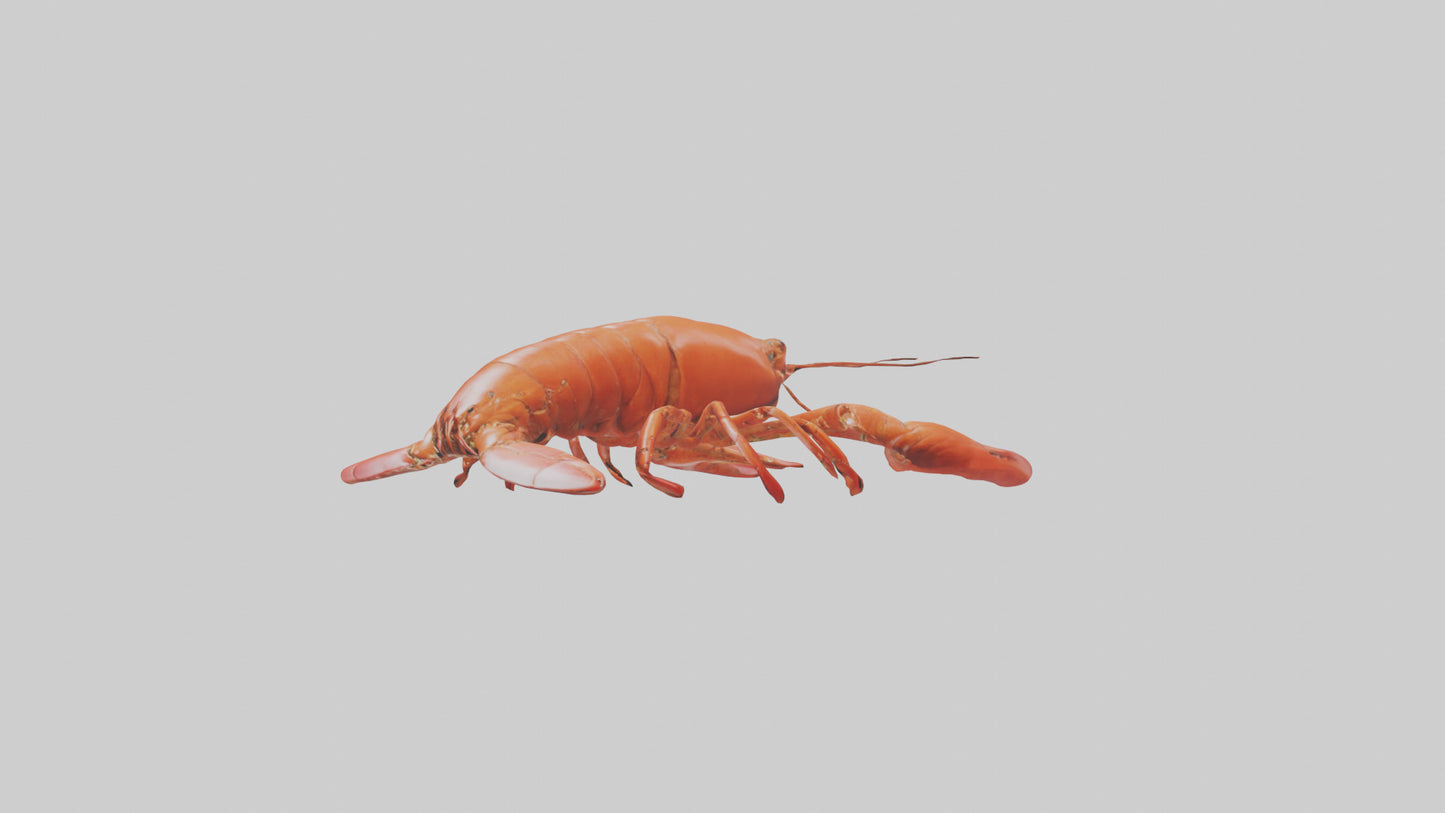 3D model Lobster Body VR / AR / low-poly
