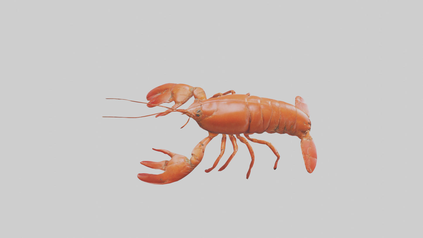 3D model Lobster Body VR / AR / low-poly