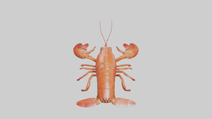 3D model Lobster Body VR / AR / low-poly