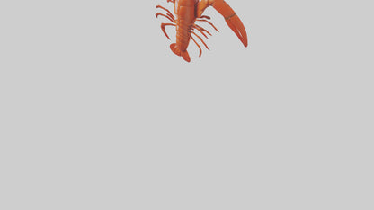 3D model Lobster Body Model VR / AR / low-poly