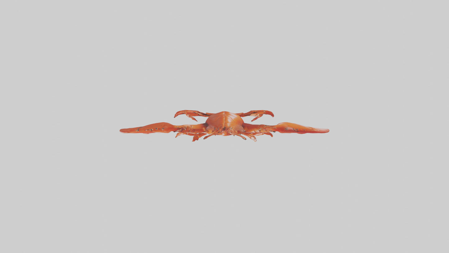 3D model Lobster Body Model VR / AR / low-poly