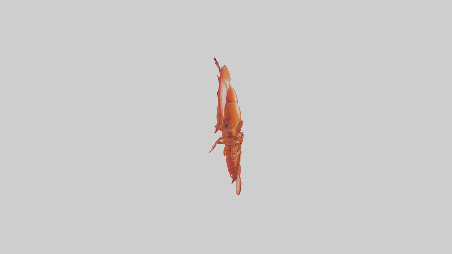 3D model Lobster Body Model VR / AR / low-poly