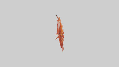 3D model Lobster Body Model VR / AR / low-poly