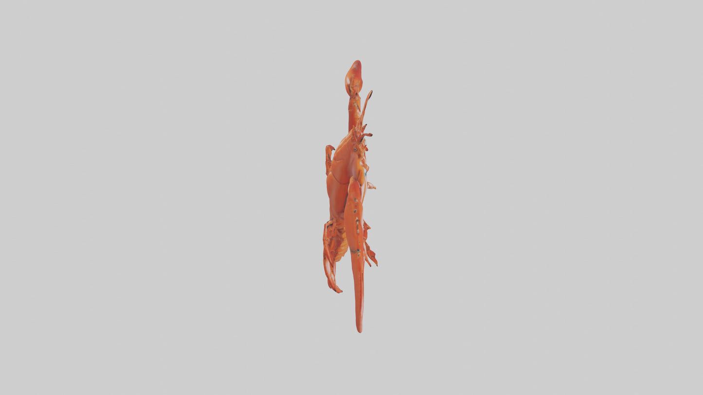 3D model Lobster Body Model VR / AR / low-poly