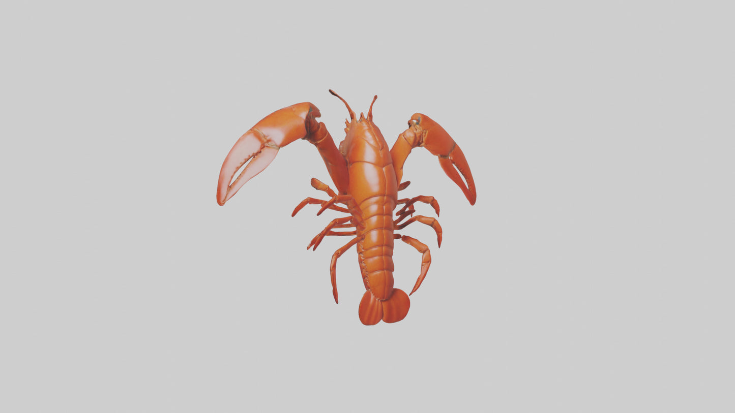 3D model Lobster Body Model VR / AR / low-poly