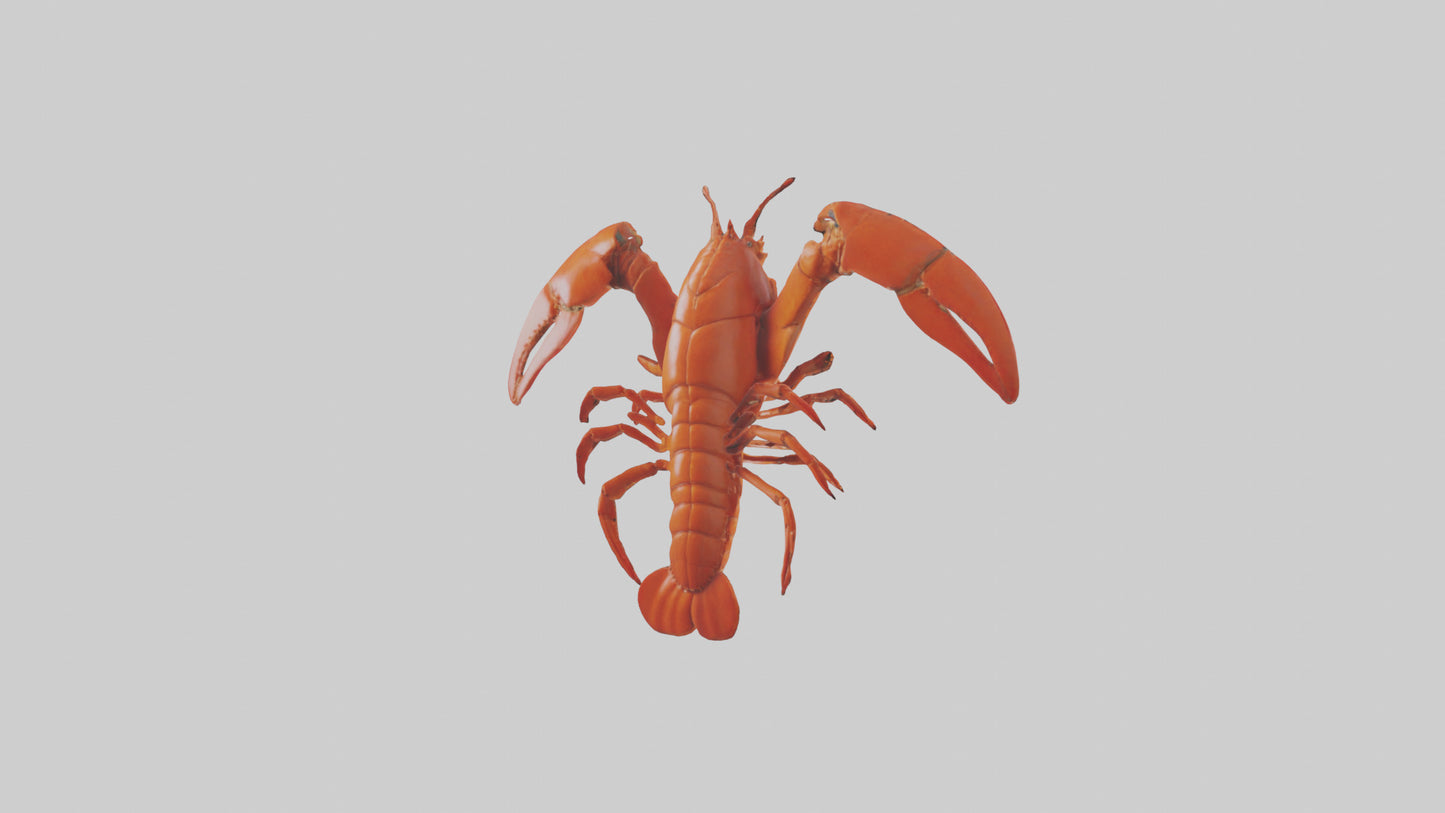 3D model Lobster Body Model VR / AR / low-poly