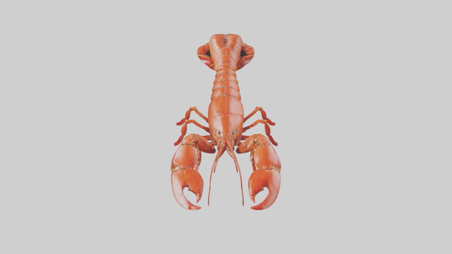 3D model Lobster crawling model VR / AR / low-poly