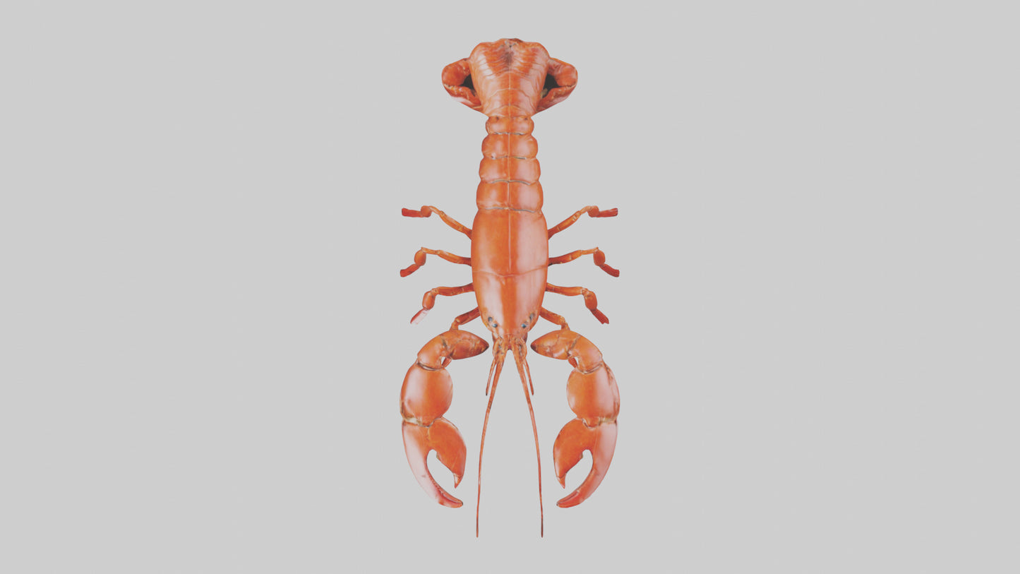 3D model Lobster crawling model VR / AR / low-poly