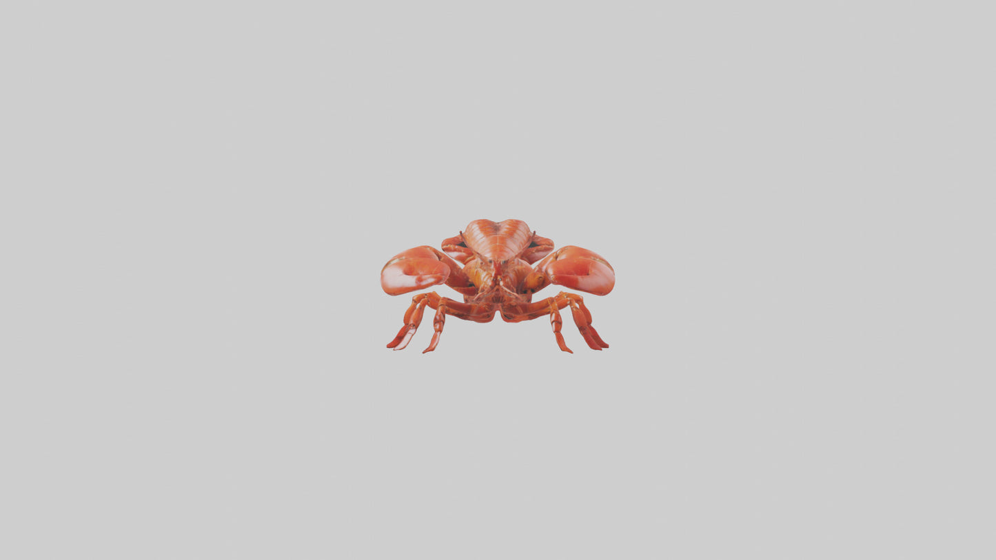 3D model Lobster crawling model VR / AR / low-poly