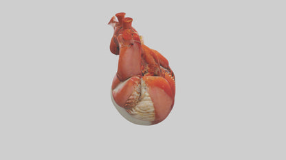 3D model Lobster Heart VR / AR / low-poly