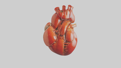 3D model Lobster Heart VR / AR / low-poly