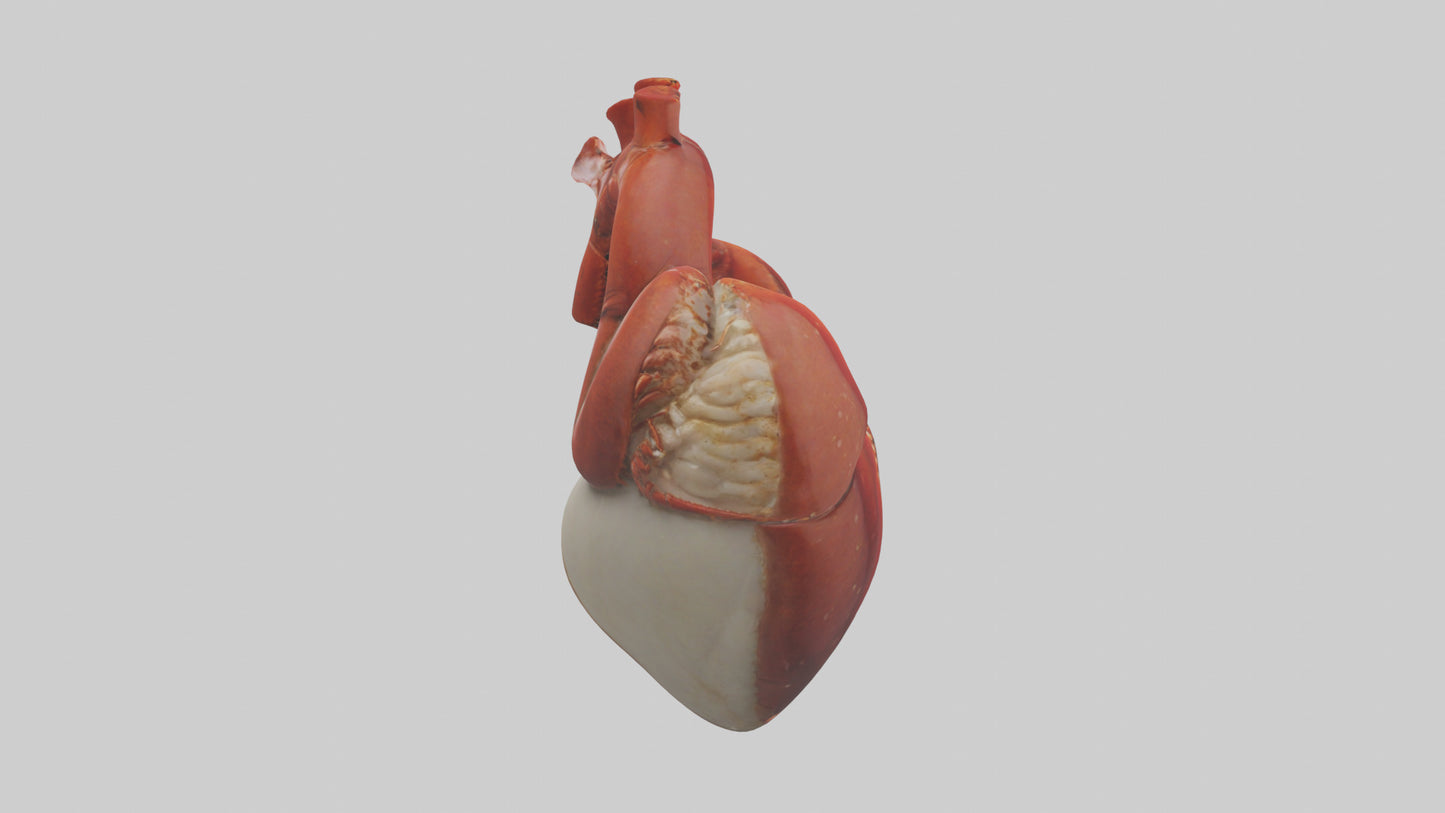 3D model Lobster Heart VR / AR / low-poly