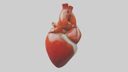 3D model Lobster Heart VR / AR / low-poly