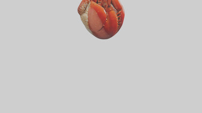 3D model Lobster Heart VR / AR / low-poly