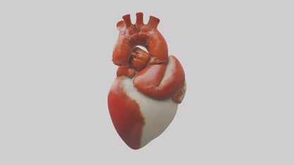 3D model Lobster Heart VR / AR / low-poly